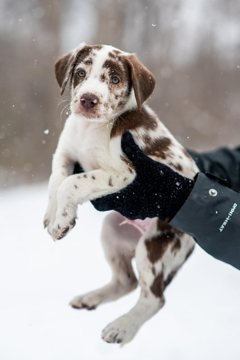 Gloves